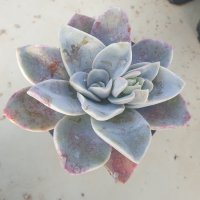 [수암다육] 밤비노 랜덤발송 Echeveria ’Bambino’ 다육 다육이 다육식물 반려식물 국민다육 113