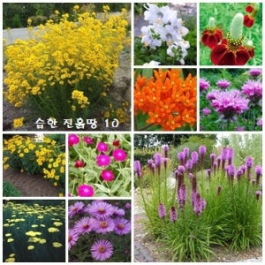 습한 진흙땅에도 잘 적응하는 다년초 10選