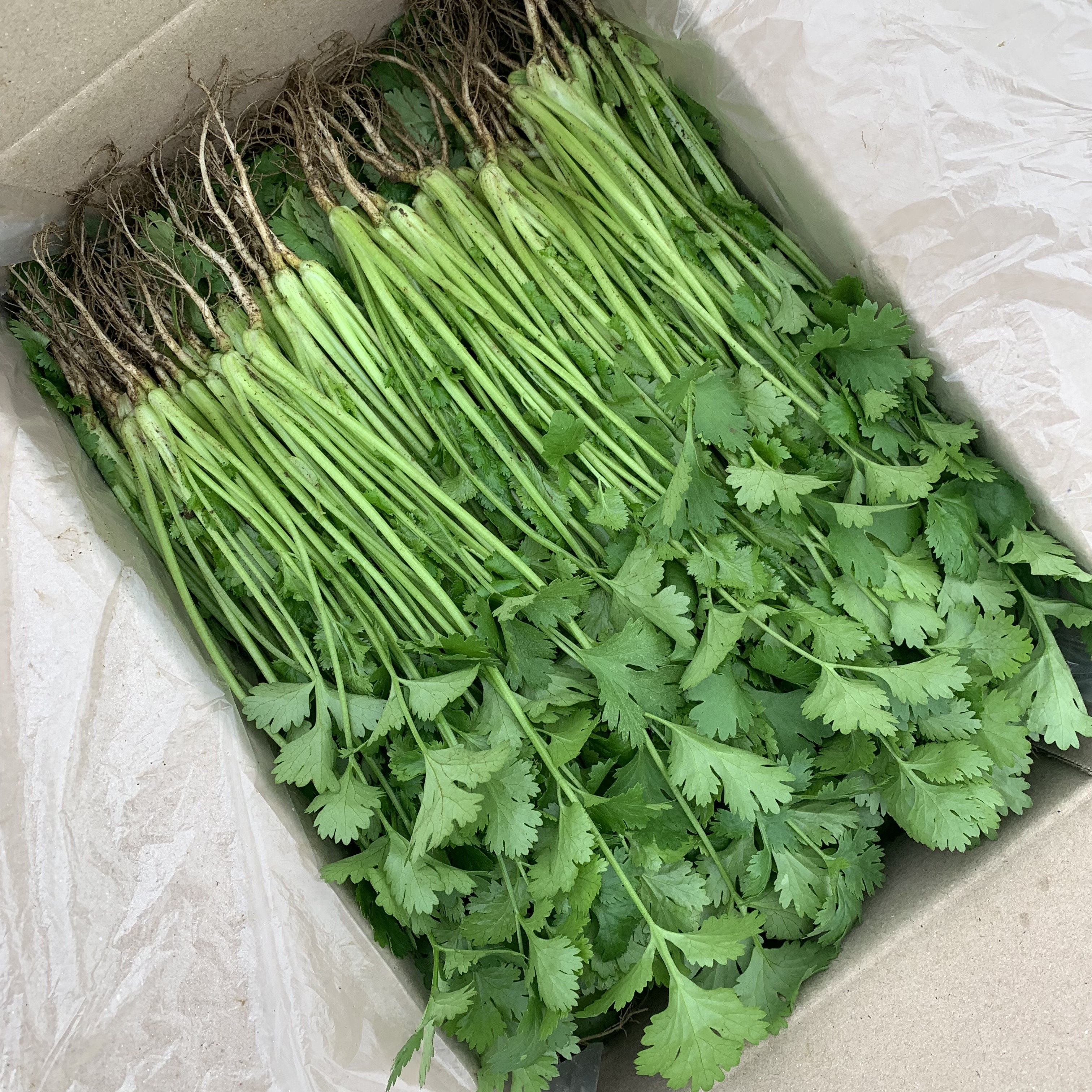 국내산 싱싱한 고수 나물 고수 1kg 고수풀 / 뿌리포함