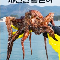 더꽃게돌문어 동해안문어시세 소래포구 삼천포 오빠농수산자연산삶은자숙숙회 삼척 청경문어 포항죽도시장문어