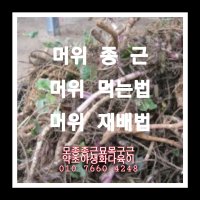 머위 종근 50주