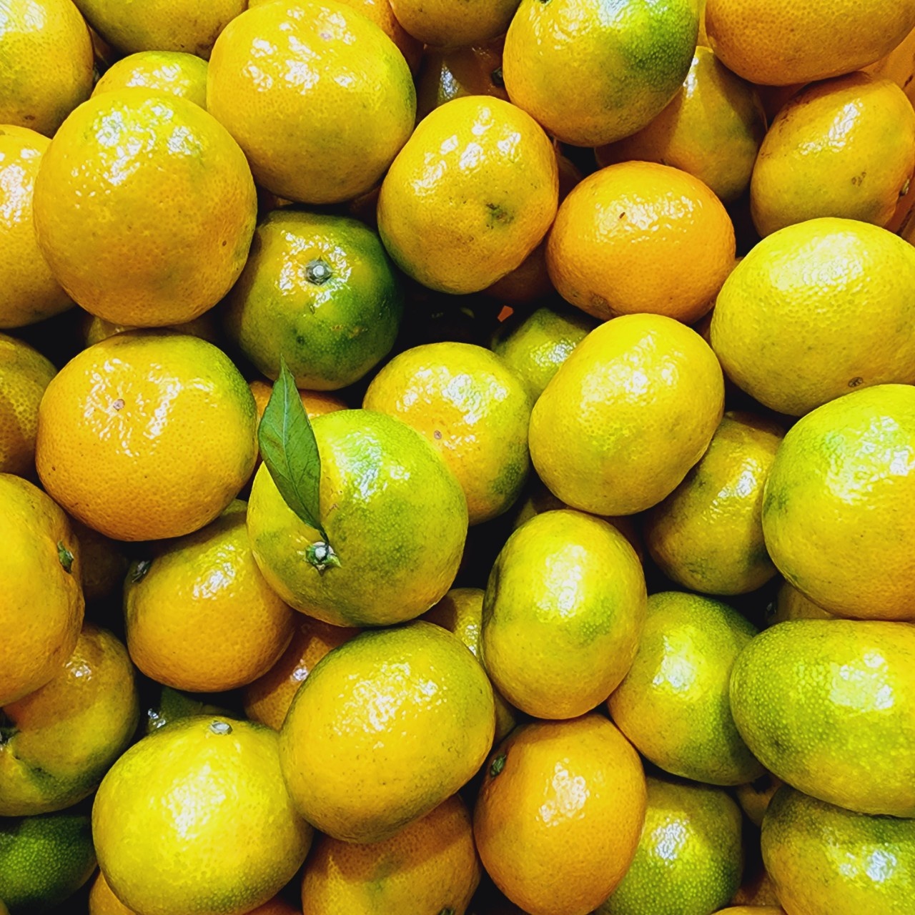 제주방가네농장 노지감귤 3kg 5kg