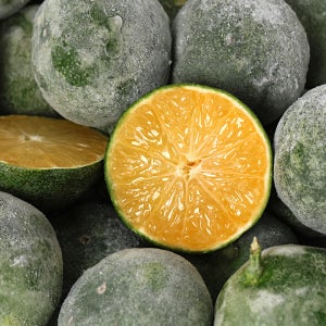 연중주문가능 고씨곳간 청귤 (냉동 풋귤 홀) 5kg 10kg 15kg