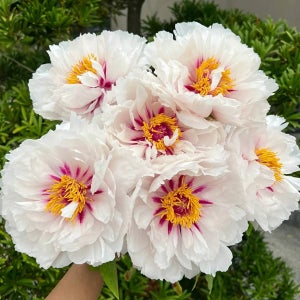 목단나무 묘목 모란 개화주 월궁촉각 1지