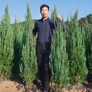 블루엔젤 묘목 향나무 1.5M 측백나무 사철 정원수