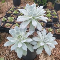 [수암다육] 블루클라우드 단품 Echeveria ’Blue Cloud’ 다육 아프리카식물 다육식물 수입다육 플랜테리어 165