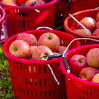 인정한과일 경북 맛있는 못난이 사과 10kg 33-46과내 쥬스용 흠집 갈아먹는사과