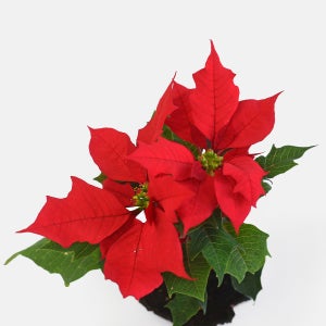 마이플랜트 포인세티아 레드 소형 관엽식물 크리스마스 식물 빨간 겨울꽃 모종