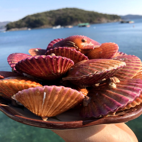 통영 제철 고수압세척 선별 비단 홍가리비 1kg
