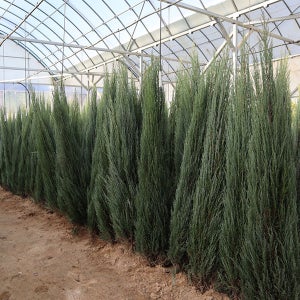 블루애로우 묘목 H2.2 m 분묘울타리나무 상록수 관상수 향나무 담장 정원수 원예 가드닝