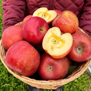 사과 청송 안동 부사사과 감홍 홍로 선물용 못난이 가정용 5kg