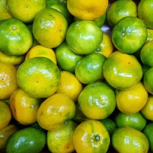 제주 고당도 노지감귤 3kg 5kg 10kg 제철 산지직송