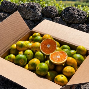 제주 고당도 노지감귤 3kg 5kg 10kg 제철 산지직송