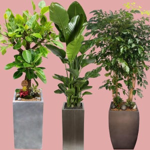 축하화분 개업화분 사무실 이전 식당 카페 병원 미용실 개업축하