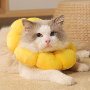 다묘집사 고양이 넥카라