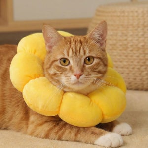 다묘집사 고양이 넥카라