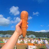 친환경 마음밭 국내산 무농약 유기농 이유식 햇 흙당근 3kg 5kg