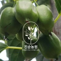 직접키운 다래나무(용성2호) 자가수정다래 왕다래 포트묘