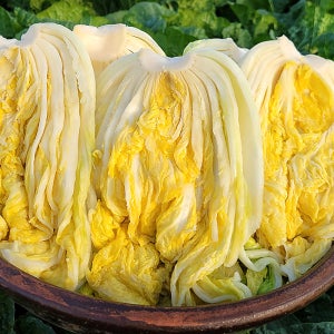 해남 절임배추 절인배추 20kg 날짜지정배송 예약