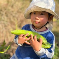 국산 유기농 볶은 아기 작두콩차 무농약 비염에 좋은 차 축농증 티백