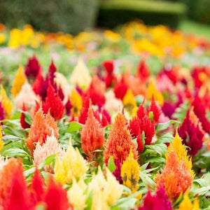 [꽃씨] 촛불맨드라미_혼합색 20립