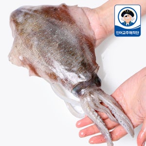 국산 급랭 무늬오징어 1마리 700g 800g 900g