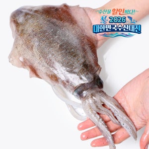 국산 급랭 무늬오징어 1마리 700g 800g 900g