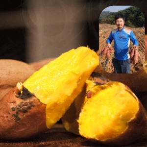 성우농장 안면도 햇 꿀 고구마 호박고구마 호풍미 3kg 5kg 10kg