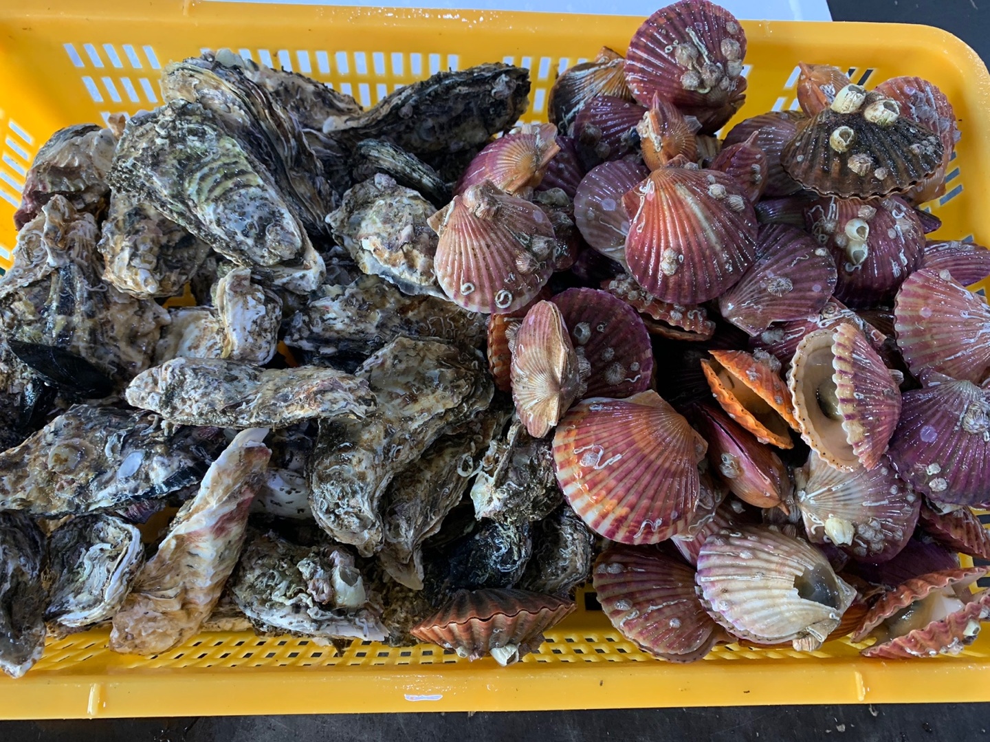통영 제철 석화 흑백 홍가리비 세트