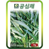 공심채씨앗 10g 아열대채소 공심채씨