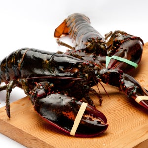 프레쉬하임 항공 직송 캐나다 활 랍스터 바닷가재 600g