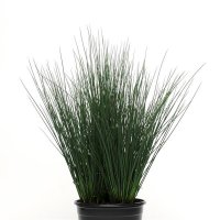 컬러그래스 융커스 블루다트,청사초(꽃씨앗/10립)Juncus Blue Dart