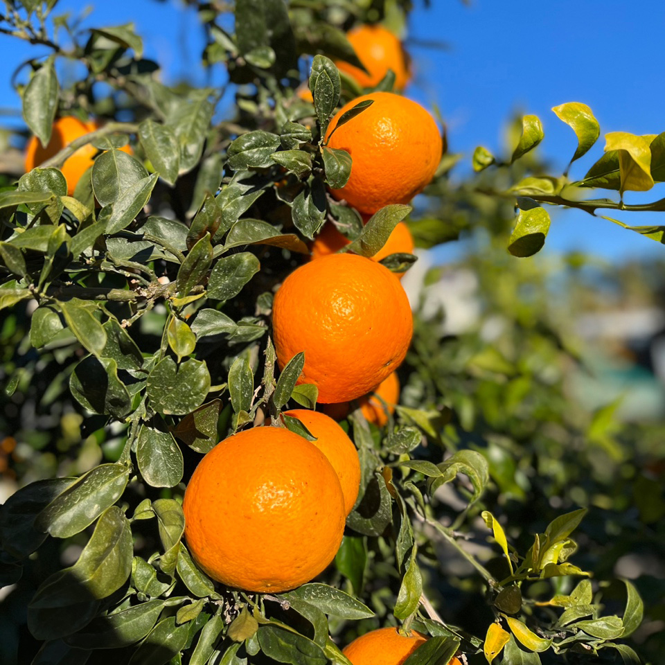 제주 하우스 감귤 천혜향 레드향 황금향 카라향3kg 5kg 가정용 선물용