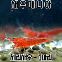 관상용새우 체리새우 1마리 / 생이 새우키우기