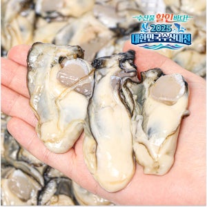 신선한 제철 통영 굴 (생굴 깐굴 하프쉘)