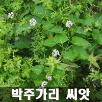 [해피플라워] 박주가리 씨앗 10g(약 3000립) / 봄 여름 파종 자양강장 약초 종자