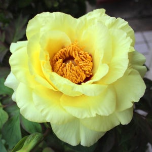 처인원예종묘 목단 나무 뿌리묘 5지 이상 모란 개화주