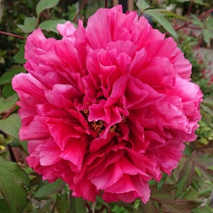 처인원예종묘 목단 나무 포트묘 5지 이상 화왕 모란 개화주