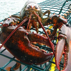 랍스터 캐나다 항공직송 활 랍스타 500g~1kg 바닷가재 LOBSTER