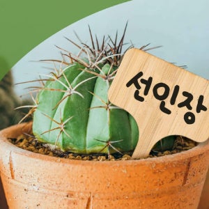 대나무 가든 픽 화분 이름표 네임택 감성 우드 1pc