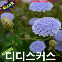 (희귀씨앗) 디디스커스 블루 (Lace Flower) 10립