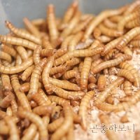 살아있는 밀웜 100마리 도마뱀, 고슴도치, 햄스터, 사마귀먹이