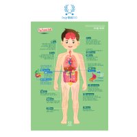 디자인완두 우리몸 이야기 유아포스터 어린이 학습 벽보 아기 벽그림 완구