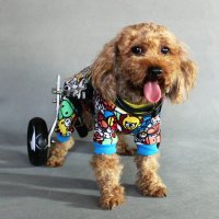 강아지 의족 휠체어 보조기 보행기 반려견 애견 노견