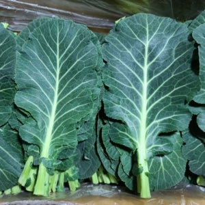 쌈케일 2kg(1.8~2kg) 박스