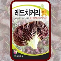 레드치커리 씨앗 치커리 종자 1000립 / 샐러드채소씨앗 쌈채소키우기