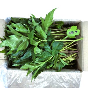 연하고 부드러운 당귀 당귀잎 1kg (0.9~1kg) 박스
