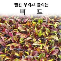 [모종심는아빠] 빨간 무라고 불리는 비트