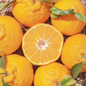 제주 한라봉 제철 고당도 5kg 10kg 가정용