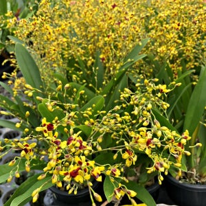 난 환타지아 중형 중품 화분 꽃 온시디움 댄싱걸 서양난 서양란 식물 난초 색상랜덤 향기난